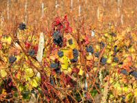 vignes (6).JPG